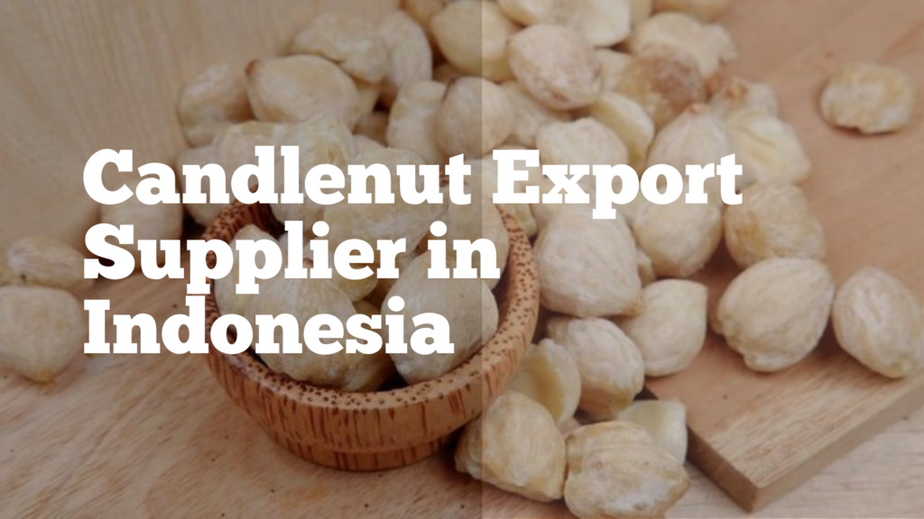 Candlenut Export Supplier – High Quality and Competitive Pricing Solutions