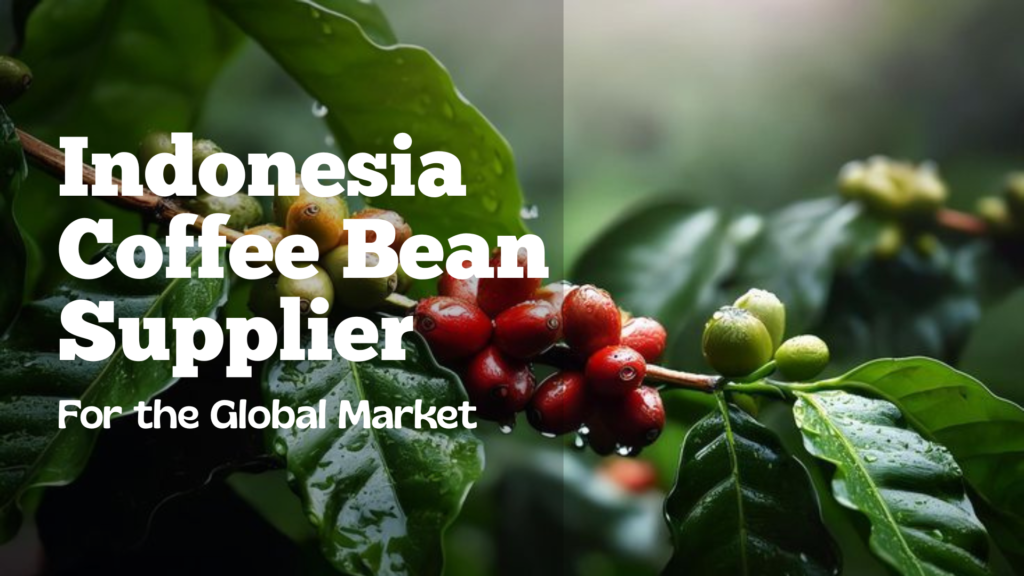 Indonesia coffee bean supplier providing Gayo, Mandailing, Lintong, and Karo beans for international buyers.